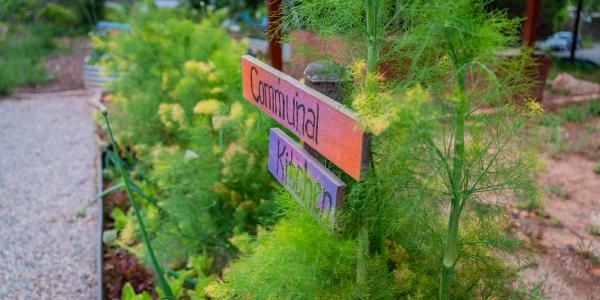 Food gardens on campus provide a variety of vegetables and herbs to the Wits Food Bank which supports students in need.